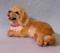 Art: Silk Furred Golden Retriever Pup by Artist Camille Meeker Turner