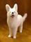 Art: Furred White German Shepherd by Artist Camille Meeker Turner