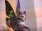 Art: Tabby Flutterby by Artist Camille Meeker Turner