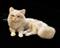 Art: Furred Silver Tabby Cat by Artist Camille Meeker Turner