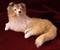 Art: Furred Young Collie Pup, Montana by Artist Camille Meeker Turner