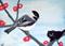 Art: CHICKADEE LOOKS AT KITTY CAT by Artist POLLY FORD PAINTINGS
