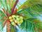 Art: Coconuts - sold by Artist Ulrike 'Ricky' Martin