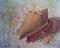 Art: Sanibel Sand & Shell by Artist Kimberly Vanlandingham