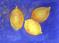 Art: Lemons by Artist Ulrike 'Ricky' Martin