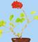 Art: Geranium Plant by Artist Paula M Parker