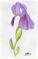 Art: Purple Iris by Artist Dee Turner