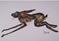 Art: LITTLE RUNNING HARE h845 by Artist Dawn Barker