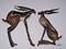 Art: HARES (Could This be Love?) h851 by Artist Dawn Barker