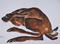 Art: RUNNING HARE h855 by Artist Dawn Barker