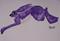 Art: PURPLE HARE h875 by Artist Dawn Barker