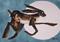 Art: MOON HARE h885 by Artist Dawn Barker
