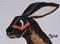 Art: BROWN HARE h886 by Artist Dawn Barker