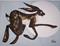 Art: MOON HARE h892 by Artist Dawn Barker