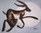 Art: MOON HARE h898 by Artist Dawn Barker