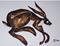 Art: HARE h901 by Artist Dawn Barker