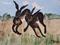 Art: TWO HARES h905 by Artist Dawn Barker