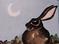 Art: WATCHING HARE h906 by Artist Dawn Barker