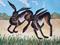 Art: TWO HARES h927 by Artist Dawn Barker