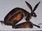 Art: HARE h938 by Artist Dawn Barker