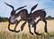 Art: TWO HARES h949 by Artist Dawn Barker