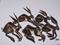 Art: HARE STAMPEDE h954 by Artist Dawn Barker