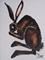 Art: WASHING HARE  h970 by Artist Dawn Barker