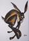 Art: HARE'S LOOKING AT YOU KID! h984 by Artist Dawn Barker