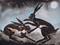 Art: BOXING HARES h1010 by Artist Dawn Barker