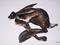 Art: RUNNING HARE h1095 by Artist Dawn Barker