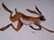 Art: HARE IN A HURRY h1153 by Artist Dawn Barker