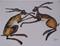 Art: BOXING HARES h1204 by Artist Dawn Barker