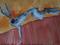Art: FIELD HARE h1216 by Artist Dawn Barker