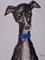 Art: ITALIAN GREYHOUND g121 by Artist Dawn Barker