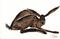 Art: RESTING HARE h1256 by Artist Dawn Barker
