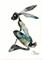 Art: BLUE HARE h1257 by Artist Dawn Barker