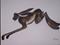 Art: RUNNING HARE h1266 by Artist Dawn Barker