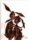 Art: MR & MRS HARE h1405 by Artist Dawn Barker