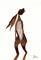 Art: STANDING HARE h1420 by Artist Dawn Barker