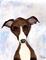 Art: ITALIAN GREYHOUND g134 by Artist Dawn Barker