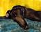 Art: GREYHOUND g139 by Artist Dawn Barker