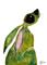 Art: ITS NOT EASY BEING GREEN h1470 by Artist Dawn Barker