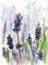 Art: Lavandula Angustifolia by Artist Gabriele Maurus