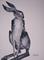 Art: GREY HARE h843 by Artist Dawn Barker