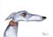 Art: SERIOUS GREYHOUND g269 by Artist Dawn Barker
