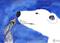 Art: THE HARE AND THE POLAR BEAR h2520 by Artist Dawn Barker
