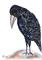 Art: CROW b117 by Artist Dawn Barker