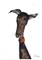 Art: GREYHOUND g288 by Artist Dawn Barker