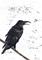 Art: CROW b121 by Artist Dawn Barker