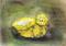Art: DUCKLING b124 by Artist Dawn Barker